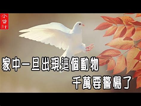 小鳥死在家裡|兩個小鳥死在院子家門口，有什麼寓意？